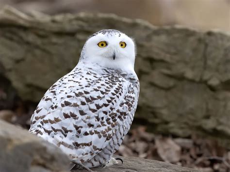 Snowy Owl Migration (Everything Explained) | Birdfact