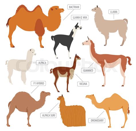 Camel, llama, guanaco, alpaca breeds icon set. Animal farming | Stock ...