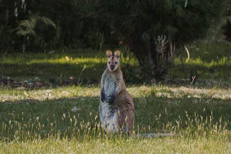 Wildlife In Tasmania: The BEST Places For Ethial Encounters