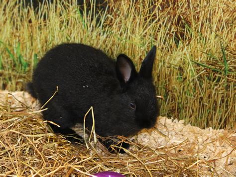 Black Bunny Rabbit Free Stock Photo - Public Domain Pictures