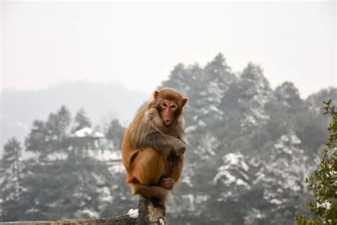 Calming The Monkey Mind With Meditation: How? [Explained] | Happy Rubin