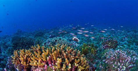 Over half of coral reef cover across the world has been lost since 1950 ...