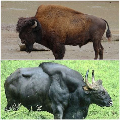 🔥 American Bison vs Gaur (Indian Bison) : r/NatureIsFuckingLit