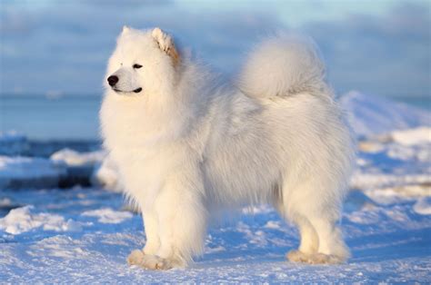 How Big Do Samoyed Dogs Grow