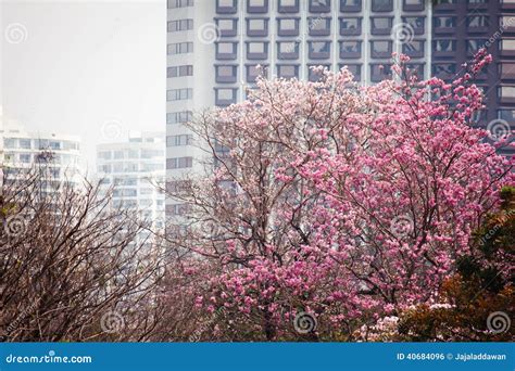 Pink lapacho tree stock photo. Image of lapacho, garden - 40684096