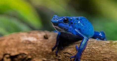 National Aquarium - Blue Poison Dart Frog