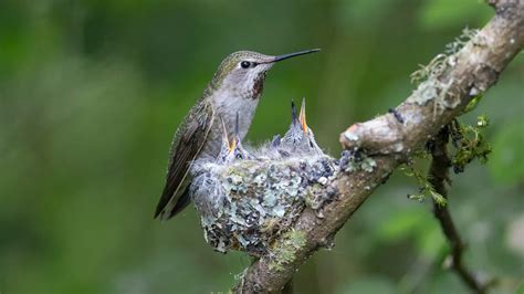 The Wonder of Baby Hummingbirds: Answers to 7 Frequently Asked Questions