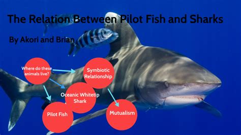 Symbiotic relationships between pilot fish and white-tipped sharks by ...