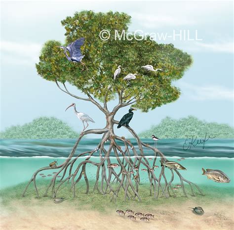 Beach illustration, Science and nature, Forest illustration