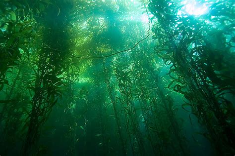 ~Kelp Forest~ - Oceans Photo (34416311) - Fanpop