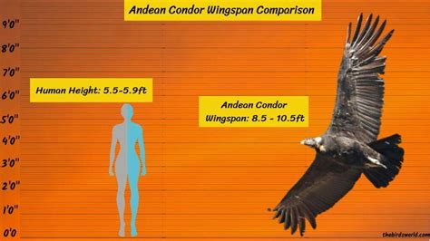 Andean Condor Wingspan: How Big Is It Compared To Others?