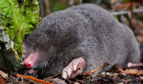 British Moles - Facts, Information & Habitat in 2023 | Wildlife facts ...