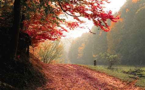 Autumn Tree Fall 4k Wallpaper,HD Nature Wallpapers,4k Wallpapers,Images ...