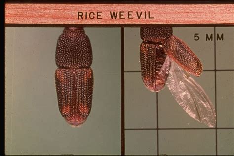 Rice Weevil