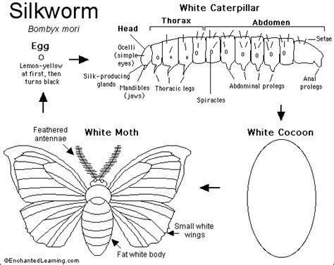 Silkworm Moth Printout - EnchantedLearning.com | Silkworm moth ...