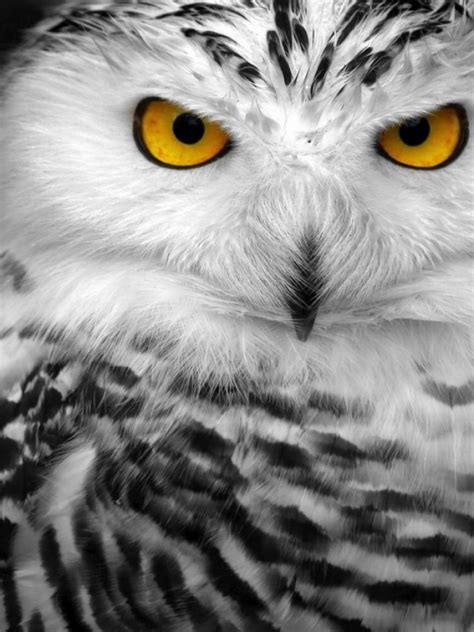 Owl Eyes HD wallpaper