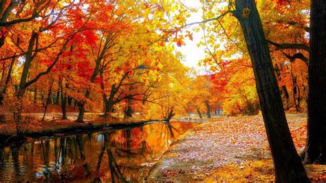 Autumn Trees Wallpapers - 4k, HD Autumn Trees Backgrounds on WallpaperBat