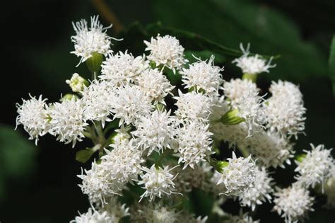 Featured Plant - White Snakeroot - Brooklyn Bridge Park