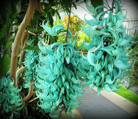 Jade Vine l Powerful Tropical Plant - Our Breathing Planet