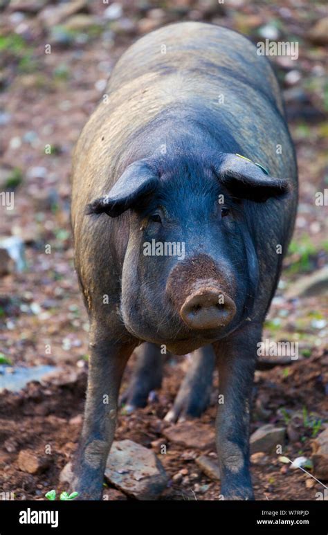 Iberian pig portrait, Sierra de Aracena Natural Park, Huelva, Andalucia ...