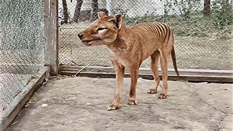 Scientists Propose Nine Steps to De-Extinction of Tasmanian Tiger | Sci ...