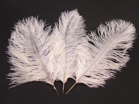 Category: Ostrich feathers natural and dyed – Jaffe