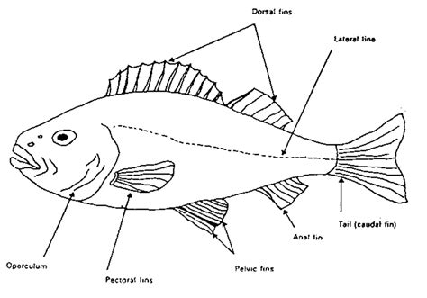 True Fishes Bony Fishes - Barracudas, Cod, And Herring Fish - HubPages