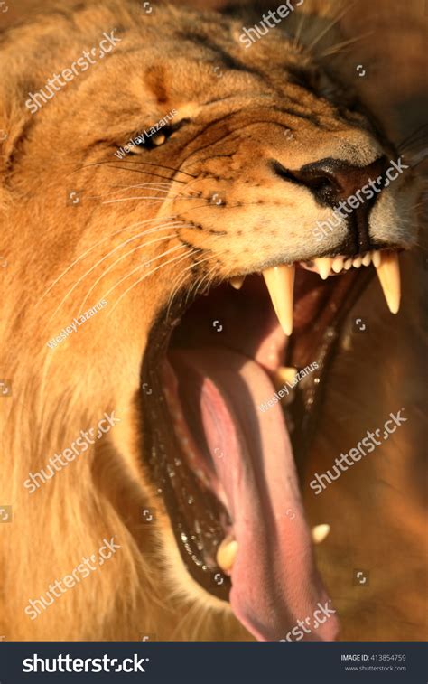 Closeup Roaring Male Lion Stock Photo 413854759 | Shutterstock