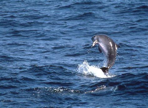 Dwarf and Pigmy Sperm Whale | TERRA AZUL™ Azores