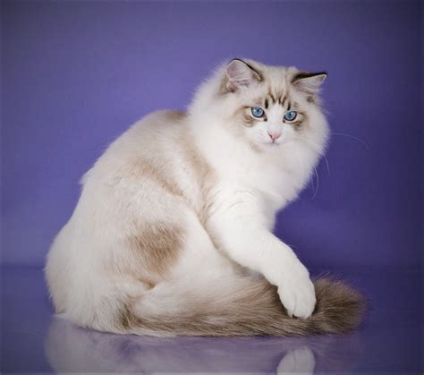 36 Best Photos Lynx Ragdoll Cat Price - Blue Lynx Mitted Ragdoll Cat ...