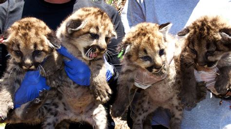 4 mountain lion kittens found in Santa Monica Mountains; may be ...