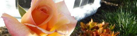 How To Video: Cut and Deadhead Roses - UF/IFAS Extension Polk County