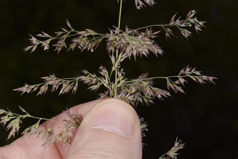 Calamagrostis canadensis (Poaceae) image 133631 at PhytoImages.siu.edu