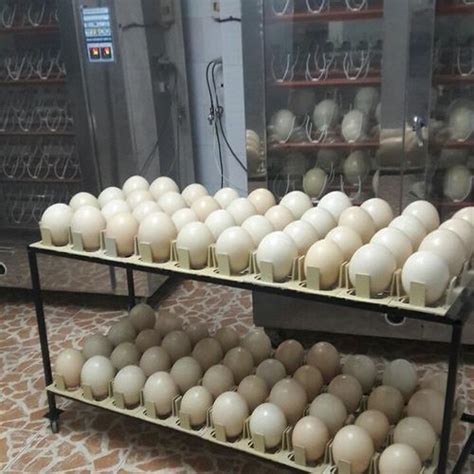 Toucan Eggs For Sale Online | Buy Toucan Eggs Online