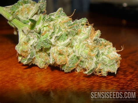 Cannabis Strain Focus: Hash Plant from Sensi Seeds - Sensi Seeds