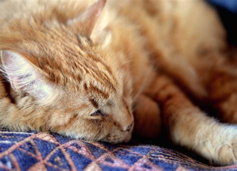 Common Senior Cat Health Problems – Freaky Pet