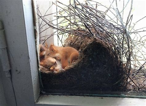 Squirrel nest : r/BeAmazed