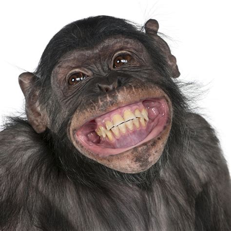 Close-up of Mixed-Breed monkey between Chimpanzee and Bonobo smiling, 8 ...