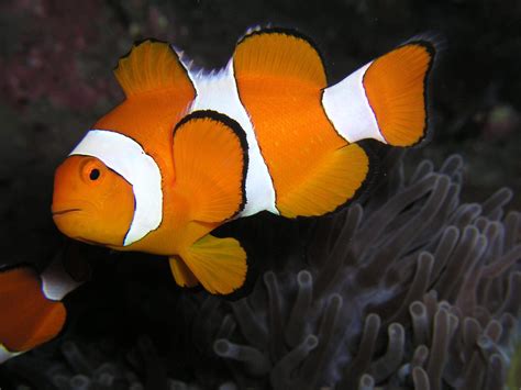 5 Interesting Facts about Clownfish for Kids(2 is my favourite ...