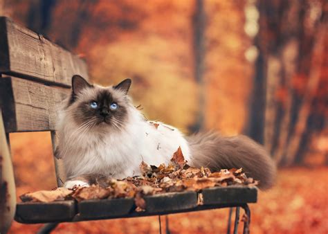 Fall Wallpaper With Cats