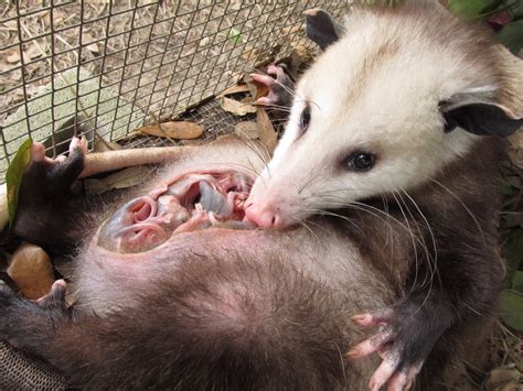 These people pick the pouches of possum roadkill — to save the babies ...