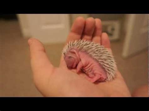 Baby Hedgehog Takes a Nap - Video