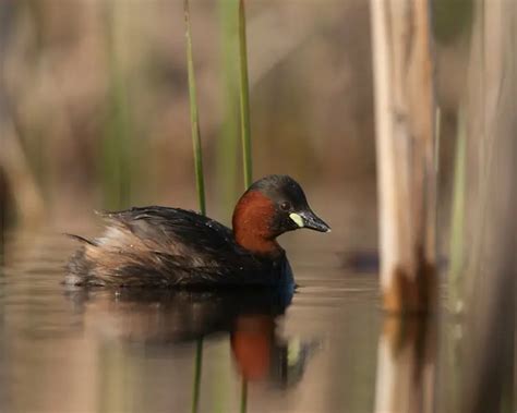 Little Grebe - Facts, Diet, Habitat & Pictures on Animalia.bio