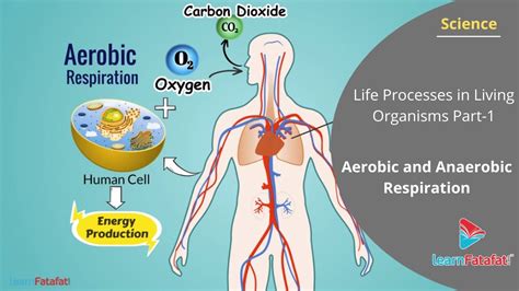 √ Aerobic Respiration / Respiration Respiration Is The Release Of ...