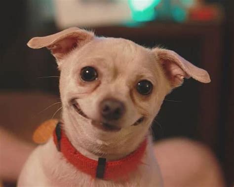 Why Do Dogs Smile?