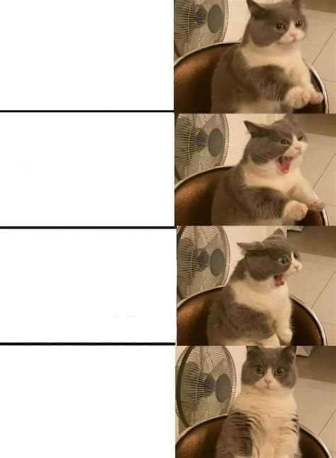 Impatient cat Blank Template - Imgflip