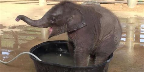 Baby Elephant Goes Wild For Bath Time ... Until Mom Says ENOUGH - The Dodo