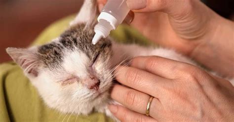 How To Give Cats Eye Drops? - Giveve