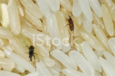 Rice Weevil Stock Photo | Royalty-Free | FreeImages