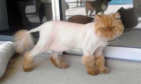 47 Best Of Cat With Lion Haircut - Haircut Trends